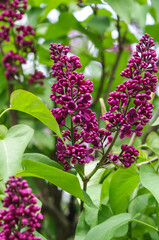 Obraz premium Spring view of flowering lilac. Lilac branch with leaves on a background of green spring grass. Natural natural floral background.