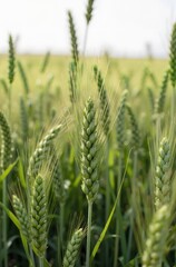 wheat field in the wind