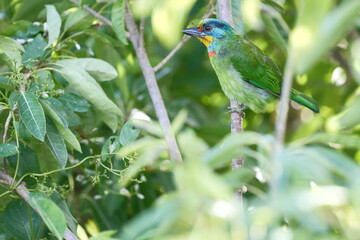 Taiwan Barbet Perched in Dense Foliage in Taipei
