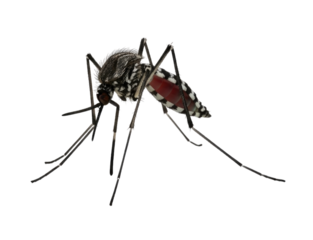 Close-up of a Mosquito, transparent background, cutout PNG