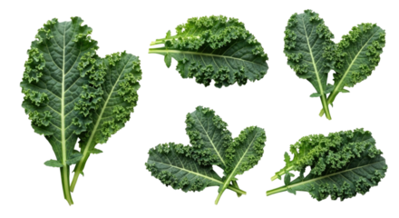 Various Curly Kale Leaves, transparent background, cutout PNG