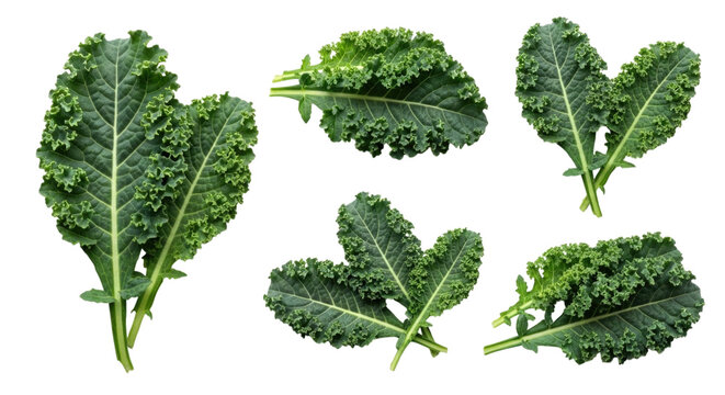 Various Curly Kale Leaves, transparent background, cutout PNG