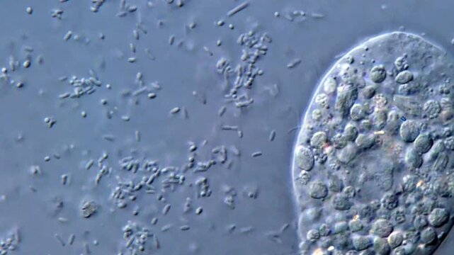 Ciliates and bacteria under microscope, 4K video