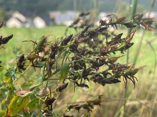 Ballade dans le vercors &agrave; Villard de lans en france