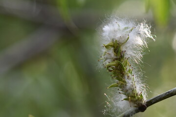 Fluffy white catkins on the branches of a willow tree