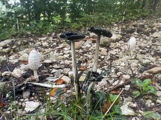 Ballade dans le vercors &agrave; Villard de lans en france