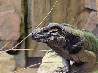 a big cyclura cornuta sit still on the rock in the zoo
