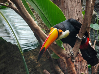 a toucan sitting on a branch and stretching the head with big yellow beak