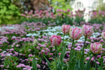 Obraz premium blooming pink tulips with fresh green leaves in the park. Dutch tulips bloom in spring.
