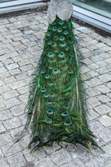 Obraz premium A beautiful blue peacock shows a magnificent tail. Indian bird, symbol of India. Pavoninae is a bird of the pheasant family. Common Pavo in a petting zoo