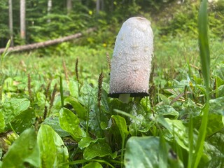 Ballade dans le vercors &agrave; Villard de lans en france