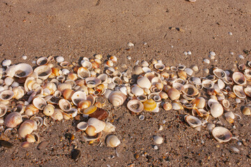 Seashells diverse collection