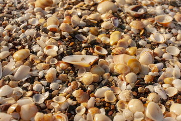 Seashells diverse collection