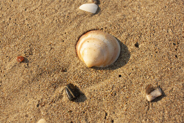 Shell on the seashore on the sand