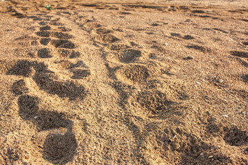 turtle tracks in the sand