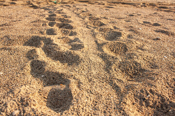 turtle tracks in the sand