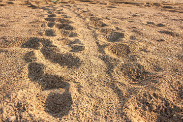 turtle tracks in the sand