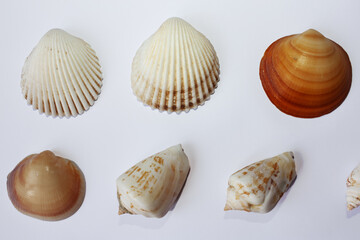 Seashells diverse collection