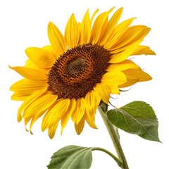 Obraz premium Sunflower flower element isolated on transparent background 