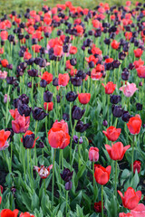 Fototapeta premium Brightly tulips with fresh green leaves in a field. Dutch tulips bloom in spring. Floral background.