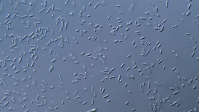 Bacteria under microscope, 4K Video High Resolution 