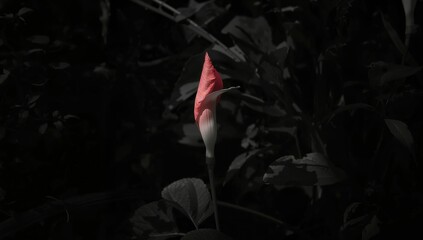Obraz premium A striking bud of a vibrant red flower emerging against a dark, lush background in a tropical setting