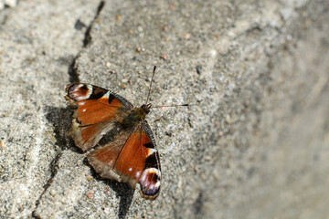 bright butterfly admiral sits on a stone on a sunny day