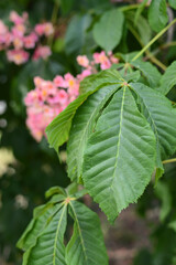 Flowers of the chestnut tree. Spring blooming pink chestnut flowers. Flowering of horse chestnut Aesculus hippocastanum.