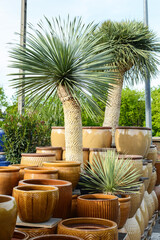 Fototapeta premium ceramic pots for flowers and plants are sold in the store 