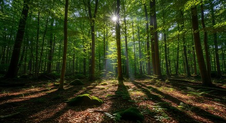 Fototapeta premium Green Forest Light A vivid depiction of sunlight streaming through dense green forest trees