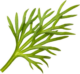 Fresh dill twig isolated
