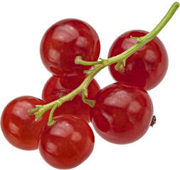 Red currant isolated