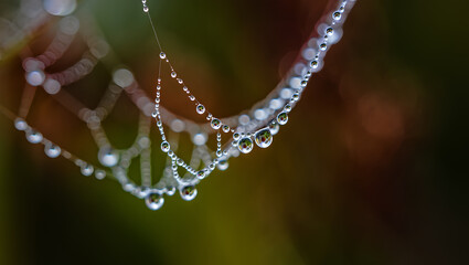Macro View of Spiderweb Covered in Dew Drops Reflecting Light water droplets close-up