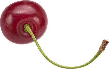 One cherry isolated