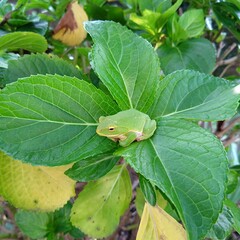 アジサイの葉の上にいるカエル