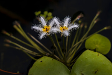 Two delicate white and yellow flowers with fluffy petals stand out against a dark, blurred background, rising from a bed of green lily pads.