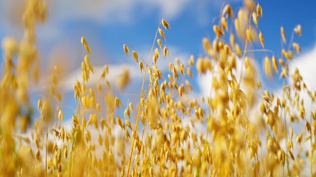 Drone establishing of oat field filled with golden ripe crops under blue sky