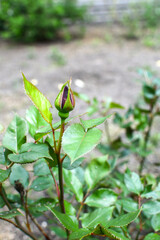 Unbroken rosebuds on a green bokeh background in the park.