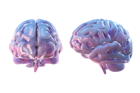 Gray, Pink brain top side view transparent PNG