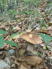 Funghi Porcini nel Bosco in autunno