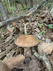 Funghi Porcini nel Bosco in autunno