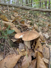 Funghi Porcini nel Bosco in autunno