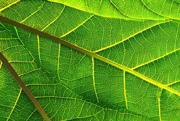 Close-up of a bright, vivid green leaf showing veins. The leaf appears translucent with golden yellow veins