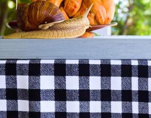 Snail on a picnic table with pastries