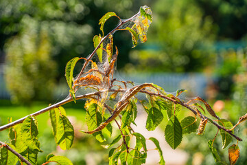 Dry leaves and spider web on a sakura tree after Hyphantria cunea, close-up on a sunny day