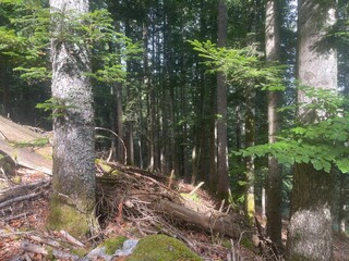 Ballade dans le vercors &agrave; Villard de lans en france