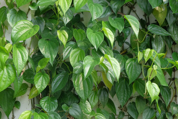 Background pattern and green texture of betel leaves climbing on the wall. Ecological and environmental concept. For graphic design, 3D rendering and banner background