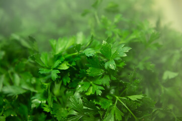Fresh, juicy greens, dill, parsley on the store counter