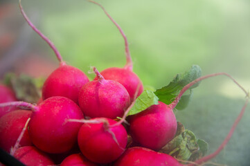 Fresh organic radishes and broccoli. Bright farm products for healthy eating, plant-based diet. Fresh vegetables from the market