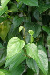 Obraz premium Close up of green betel leaf tip. For garden and herbal medicine. Ecological and environmental concept. For graphic design, 3D rendering and banner background